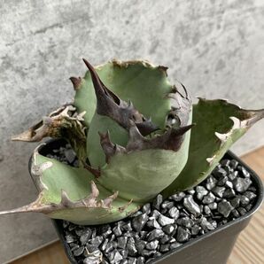 【NN1153】SS級極上 大株！！【超希少 チタノタ】 アガベ チタノタ 『 阿修羅 』 Agave titanota ' ASHURA 'の画像1