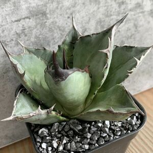 【NN1154】SS級極上 大株！！【超希少 チタノタ】 アガベ チタノタ 『 阿修羅 』 Agave titanota ' ASHURA '