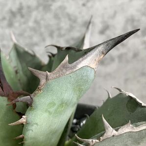 【NN1154】SS級極上 大株！！【超希少 チタノタ】 アガベ チタノタ 『 阿修羅 』 Agave titanota ' ASHURA 'の画像4