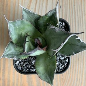 【NN1154】SS級極上 大株！！【超希少 チタノタ】 アガベ チタノタ 『 阿修羅 』 Agave titanota ' ASHURA 'の画像3