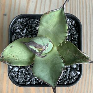 【NN1161】SS級極上 大株！！【超希少 チタノタ】 アガベ チタノタ 『 阿修羅 』 Agave titanota ' ASHURA 'の画像2