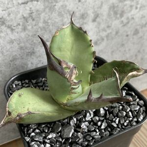 【NN1161】SS級極上 大株！！【超希少 チタノタ】 アガベ チタノタ 『 阿修羅 』 Agave titanota ' ASHURA '