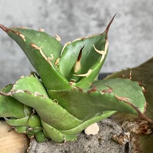 【F8044】【SS級極上血統！イラン産！アガベ チタノタ グリフィン！】Agave titanota ' Griffin 'の画像5