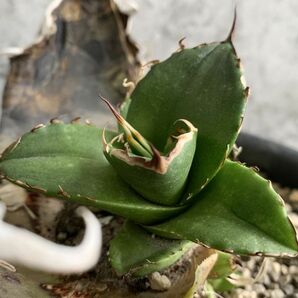 【F8044】【SS級極上血統！イラン産！アガベ チタノタ グリフィン！】Agave titanota ' Griffin 'の画像2