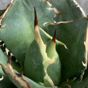 【IR2625】【SS級極上血統！イラン産！アガベ チタノタ ノーヴァ！】Agave titanota ' Nova 'の画像6