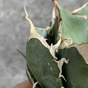 【IR2626】【SS級極上血統！イラン産！アガベ チタノタ ノーヴァ！】Agave titanota ' Nova 'の画像4