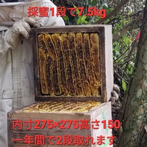 日本ミツバチの分蜂群「5日間配送可」底板(夏用)継ぎ箱１個付け無料配送令和５年は東北地方まで20数群出荷実績あり(落札後3時間内入金の方)の画像7