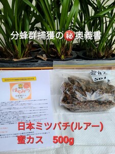 ■ニュースタイル捕獲方法の奥義書道理にセットすれば捕獲間違い無し(蜂に聞いて)■今季４月1日で28群ゲット■昔たはながら捕獲方法では？