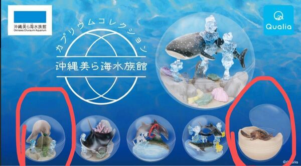 美ら海水族館　カプリウムコレクション　