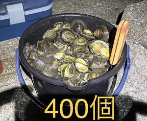 即決送料無料　冷凍マツバ貝400個　石鯛　黒鯛　釣り餌　ジンガサ