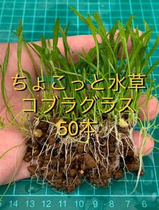 ちょこっと水草♪ コブラグラス・50本・抜き苗　新鮮水草②