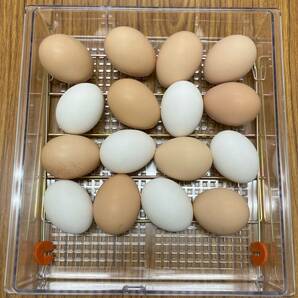 【新品】昭和フランキ製 孵卵器 ベビーB型 鶏卵で約12～16卵の入卵が可能 2024(R6)年3月製の画像6