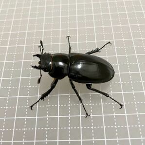 アクベシアヌス ミヤマ クワガタ♀♀42,37mm おまけ♂83mmBの画像3