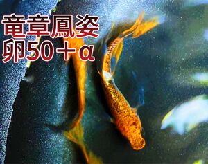 メダカ卵　竜章鳳姿　卵50個以上(内保証10個)星田めだか様血統