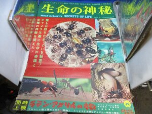 【入手困難当時物】ウォルトディズニー 大映配給 非売品 生命の神秘【B2サイズ/激レアポスター同時出品中同梱可】　40229