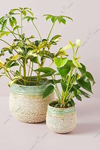 N0094【Anthropologie】 6号 泡釉 Rowan Pot 植木鉢 室内 陶器鉢 多肉 植物 鉢植え 激安 レア インテリア プレゼント 海外