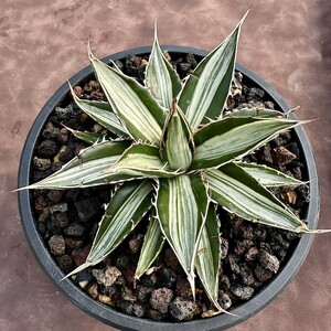 [Lj_plants]W12 succulent plant agave Hori dahorrida super rare . white middle . special unevenness . entering finest quality . stock 1 stock 