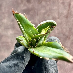 【Lj_plants】W12 多肉植物アガベ ホリダ horrida 超希少錦 白中斑 特殊凸凹斑入り 極上子株1株の画像6