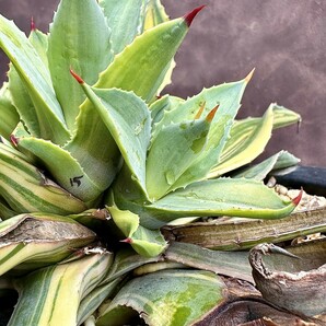 【Lj_plants】W16 新種の先発です 多肉植物 アガベ Isthmensis x Desmettiana 極上縞斑 子株1株の画像5