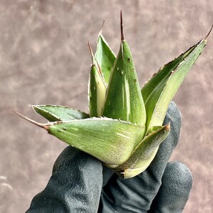 【Lj_plants】 W23 多肉植物 アガベ 笹の雪錦 極美極上子株の画像3