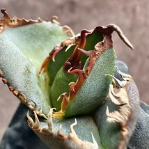 【Lj_plants】 W7 貴重な希少種 アガベ チタノタ 緋紅牡丹 極上強棘 最も特殊な品種 極上子株1株 _画像2