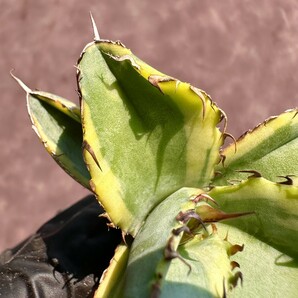 【Lj_plants】W102 アガベ チタノタ BB ブラックアンドブルー 極上斑です 黄覆輪 極上子株の画像4