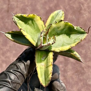 【Lj_plants】W102 アガベ チタノタ BB ブラックアンドブルー 極上斑です 黄覆輪 極上子株の画像6