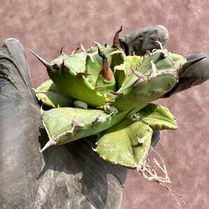 【Lj_plants】W112 貴重な希少種 アガベ チタノタ[AGAVE TITANOTA owl] 猫耳鷹 梟 極上強棘 厳選株 の画像8