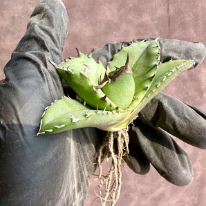 【Lj_plants】W120 アガベ チタノタ キューピッド/翼竜 agave titanota Cupid 強棘 厳選極上美株の画像10