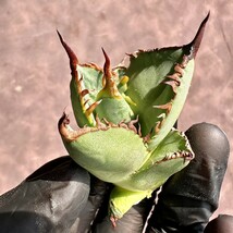 【Lj_plants】W62 多肉植物 アガベ チタノタ 覇王竜新種 厳選株 極上強棘 子株5株同梱_画像8