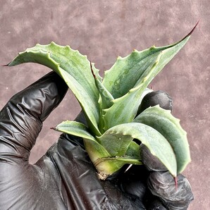 【Lj_plants】 W135 多肉植物 アガベ オバティフォリア オルカ 極上斑です 覆輪錦 厳選極美極上子株の画像7
