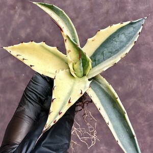 【Lj_plants】W136 多肉植物 アガベ　パラサナ　インプレッショニスト 変異錦 希少株 極上美株