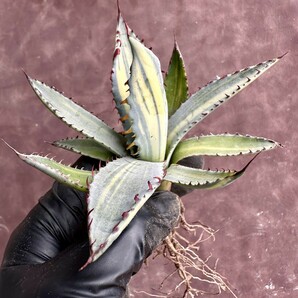 【Lj_plants】W150 アガベ 屈原の舞扇錦 縞斑極上強棘 排棘 Sクラスは希少株 極上美株の画像3