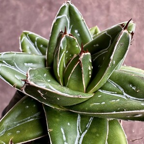 【Lj_plants】W153多肉植物 アガベ D型 笹の雪 丸い叶 コンパクト包葉形 極上美株の画像3