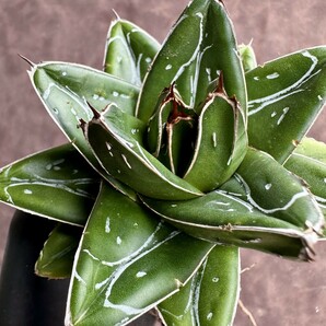 【Lj_plants】W153多肉植物 アガベ D型 笹の雪 丸い叶 コンパクト包葉形 極上美株の画像4