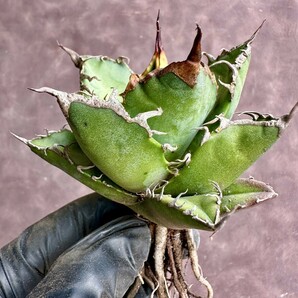【Lj_plants】W160 アガベ チタノタ シーザー super caesar 厳選 極上美株の画像5