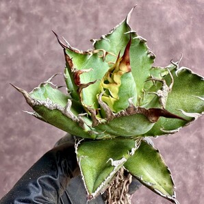 【Lj_plants】W161 アガベ チタノタ シーザー super caesar 厳選 極上美株の画像2