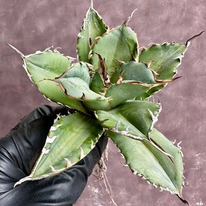 【Lj_plants】W166 多肉植物 アガベチタノタ厳龍錦 縞斑 選抜 極上株 鮮明斑 の画像9