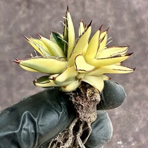 【Lj_plants】 W169 厳選 多肉植物 アガベ 王妃乱れ雪錦 鮮明錦 極上錦 特殊錦 糊斑 極上子株 2株同梱_画像8