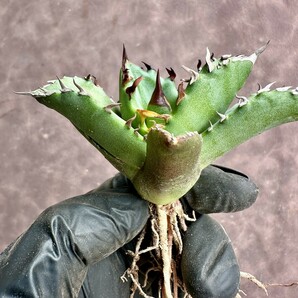 【Lj_plants】 W188 アガベ チタノタ キューピッド/翼竜 agave titanota Cupid 強棘 厳選極上美株の画像10