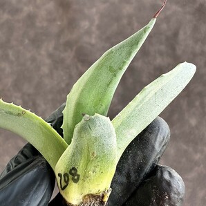 【Lj_plants】 W208 多肉植物 アガベ オバティフォリア オルカ 極上斑です 覆輪錦 厳選極美極上子株の画像7