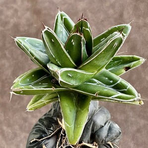 【Lj_plants】W215 多肉植物 アガベ D型 笹の雪 丸い叶 コンパクト包葉形 極上美株の画像6