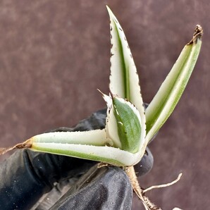 【Lj_plants】W219 多肉植物 アガベ 氷山 覆輪錦 極上子株 発根済み の画像6