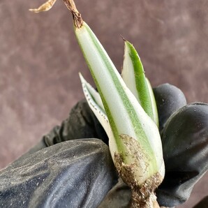 【Lj_plants】W219 多肉植物 アガベ 氷山 覆輪錦 極上子株 発根済み の画像7