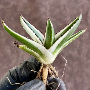 【Lj_plants】W220 多肉植物 アガベ 氷山 覆輪錦 極上子株 発根済み の画像10