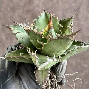 【Lj_plants】W222 アガベ チタノタ シーザー super caesar 厳選 極上美株の画像3