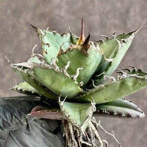 【Lj_plants】W222 アガベ チタノタ シーザー super caesar 厳選 極上美株の画像6