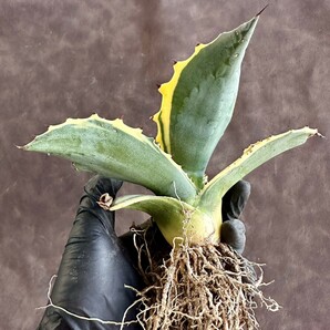 【Lj_plants】W245 激レア高級品種 多肉植物アガベ フェロックス錦 鮮明錦 極上錦 黄覆輪 極美極上子株 の画像10