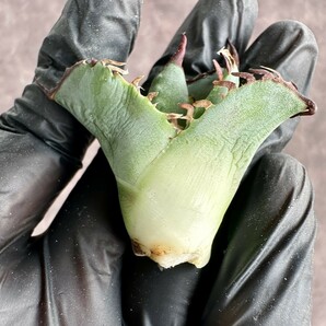 【Lj_plants】 W258 アガベ チタノタ実生 胴切子株 無名 葉内刺 希少株 極上子株の画像10