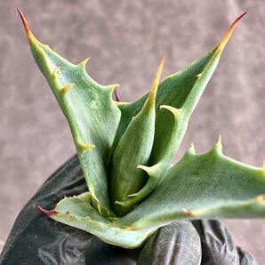 【Lj_plants】 W265 アガベ スノ-デビル 極上斑です Agave deserti v. simplex variegata Snow Devil 極上子株の画像7